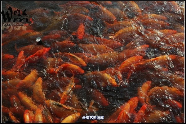 唯美之家 - 文园 第 122 张图片