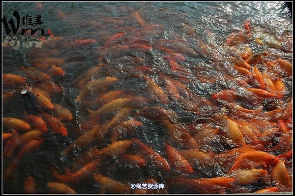唯美之家 - 文园 第 123 张图片