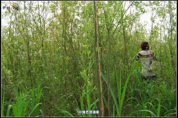 千丝万缕 - 2008-04-06日照片 第 93 张图片
