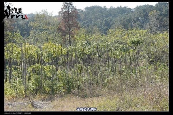唯美之家 - 2008-11-27萧雅 第 68 张图片