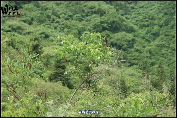 唯美之家 - 武当山之行-群绑 第 190 张图片