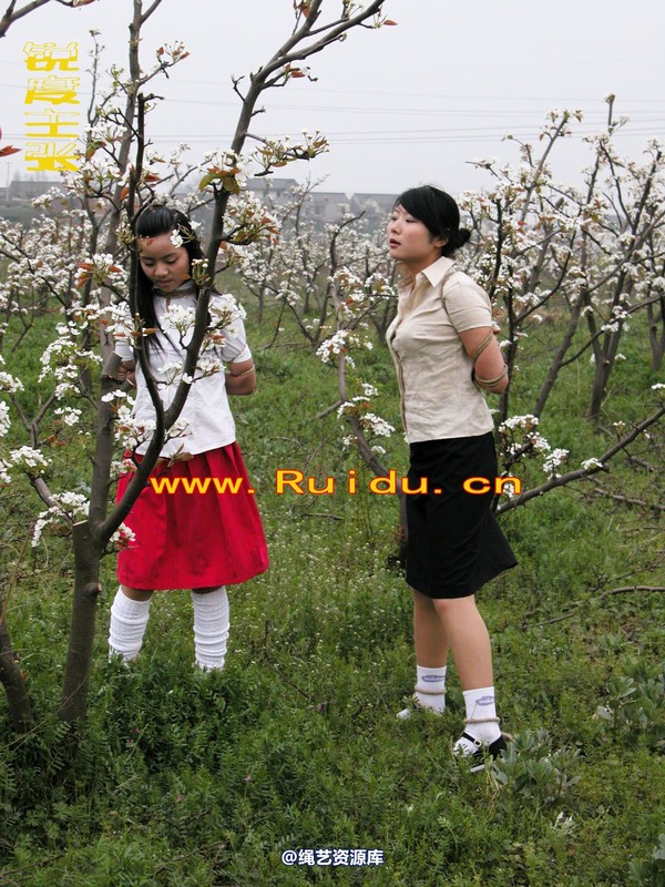 锐度主张 - 婷婷和寒冰梨花林中 第 1 张图片