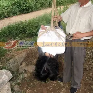 雅俗阁 - 20080903续雅旋吊绑 相册封面，共 32 张图片